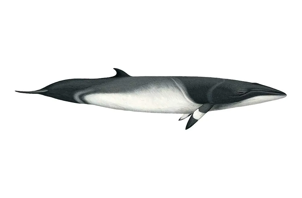 Common Minke Whale (Balaenoptera acutorostrata)