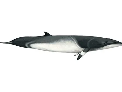 Common Minke Whale