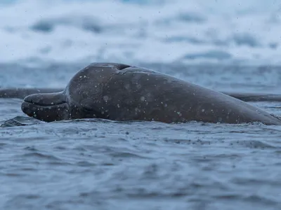 Arnoux's Beaked Whale
