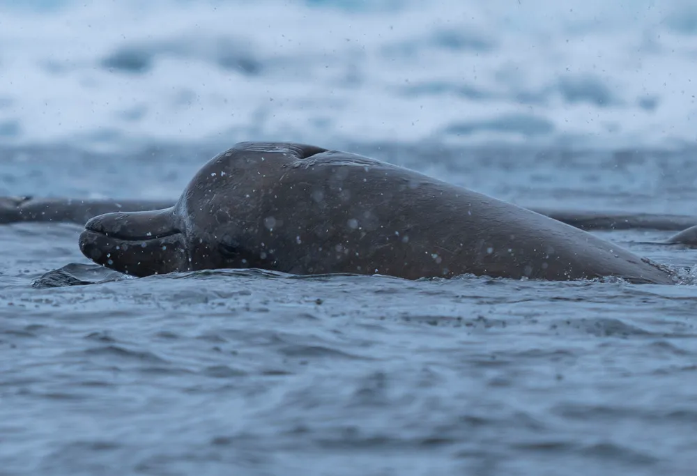 Arnoux's Beaked Whale (Berardius arnuxii)