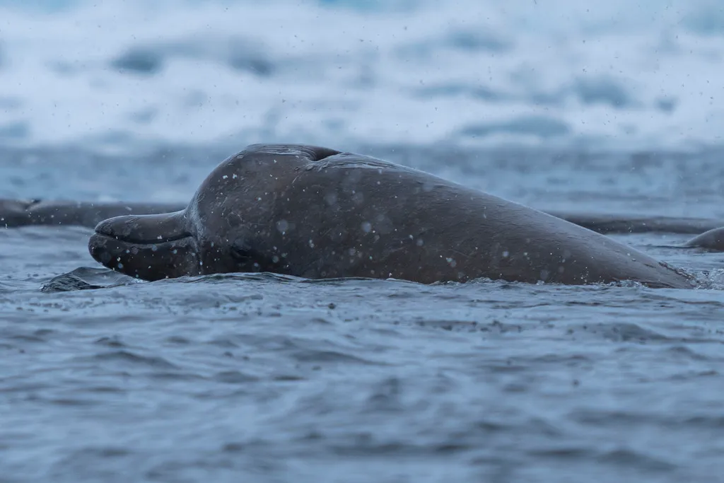 Arnoux's Beaked Whale (Berardius arnuxii)