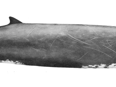 Baird's Beaked Whale