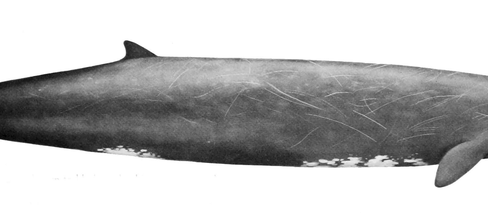 Baird's Beaked Whale (Berardius bairdii)
