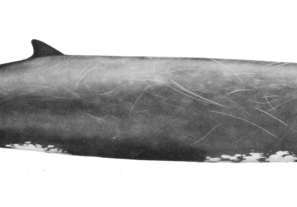 Baird's Beaked Whale (Berardius bairdii)