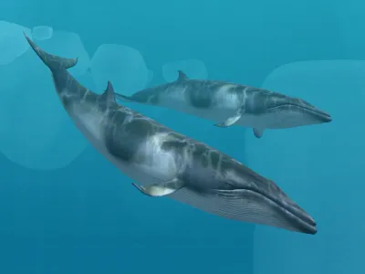 Antarctic Minke Whale