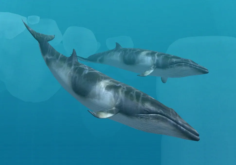 Antarctic Minke Whale (Balaenoptera bonaerensis)