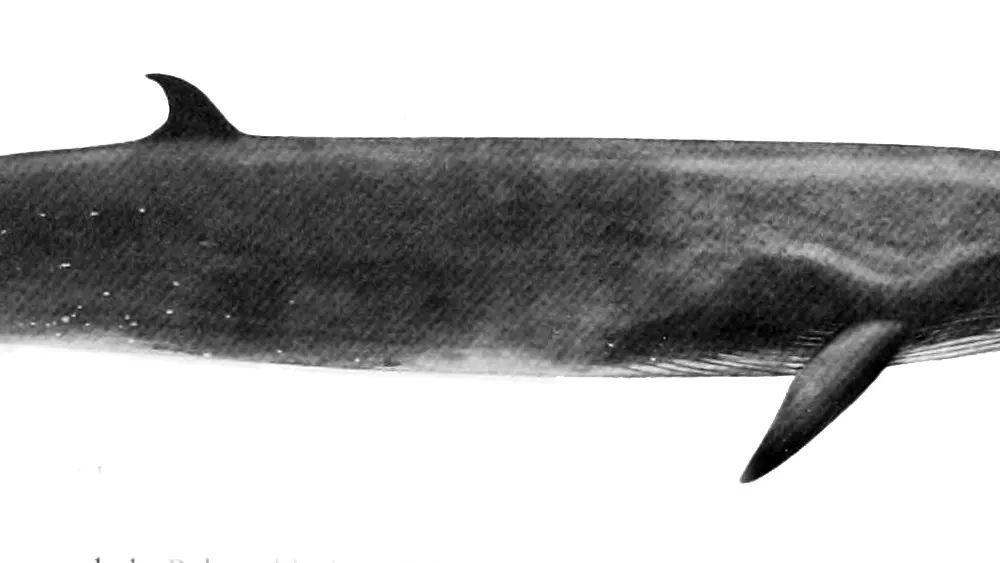 Sei Whale (Balaenoptera borealis)