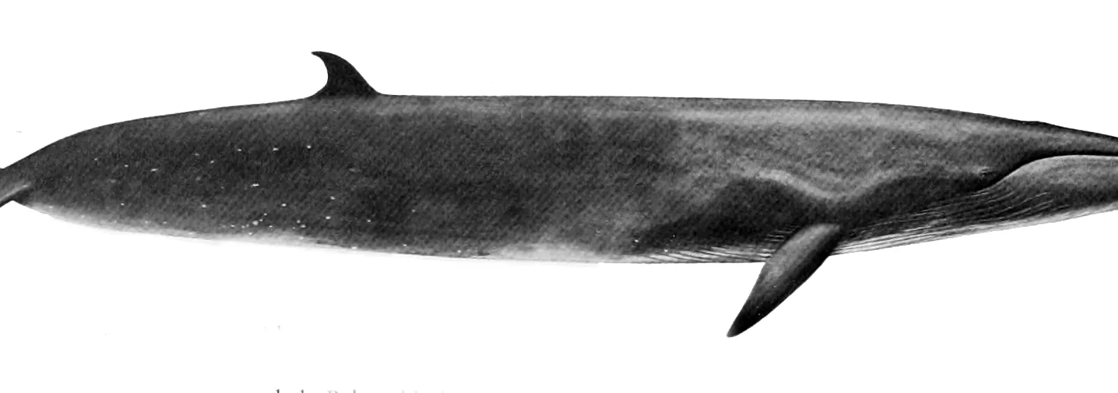 Sei Whale (Balaenoptera borealis)