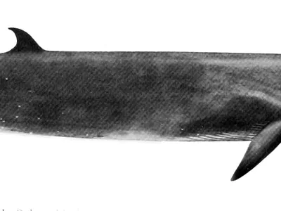 Sei Whale