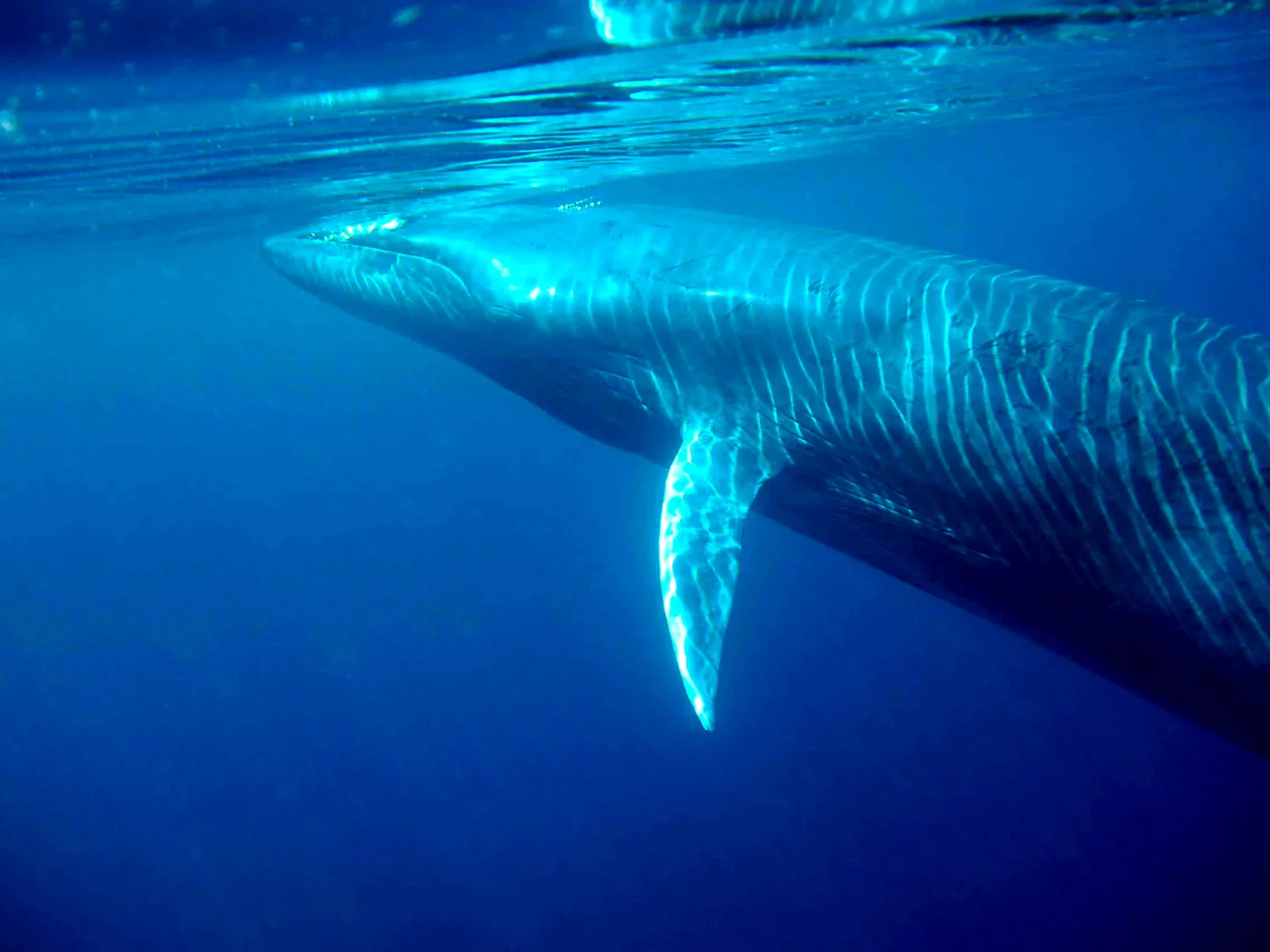 Bryde's Whale (Balaenoptera edeni)