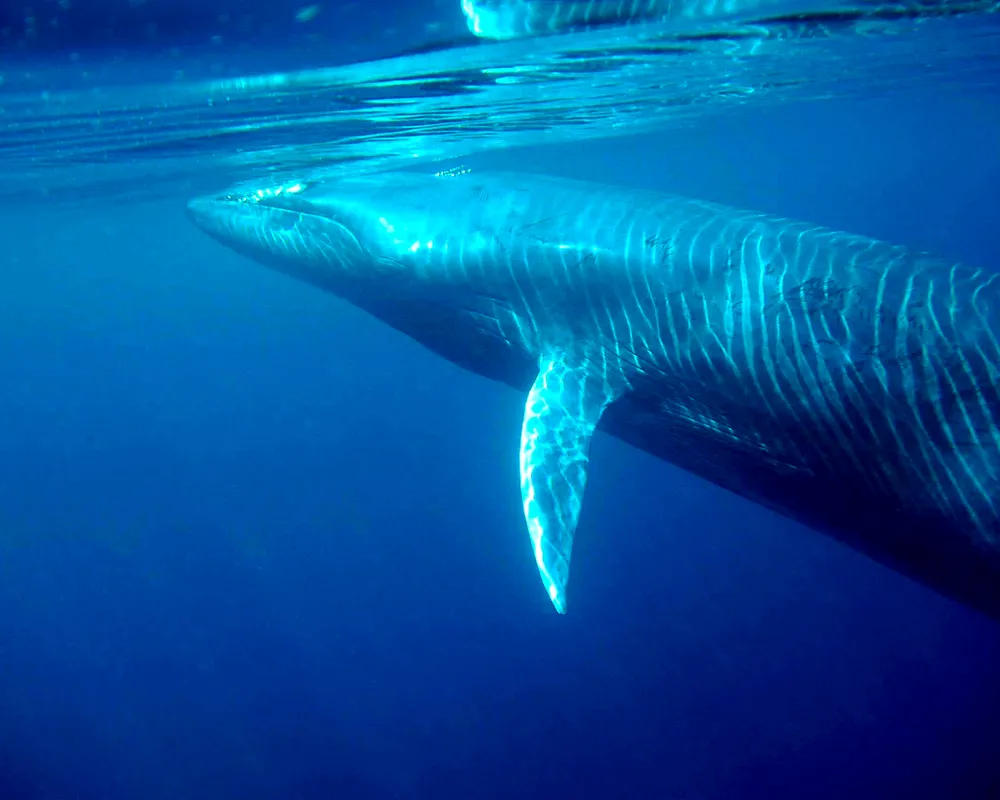 Bryde's Whale (Balaenoptera edeni)