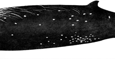 Sato's Beaked Whale