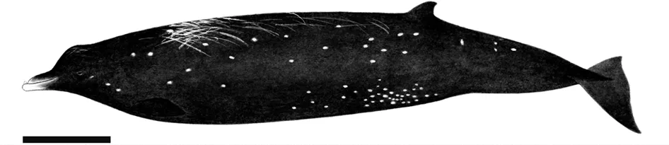 Sato's Beaked Whale (Berardius minimus)