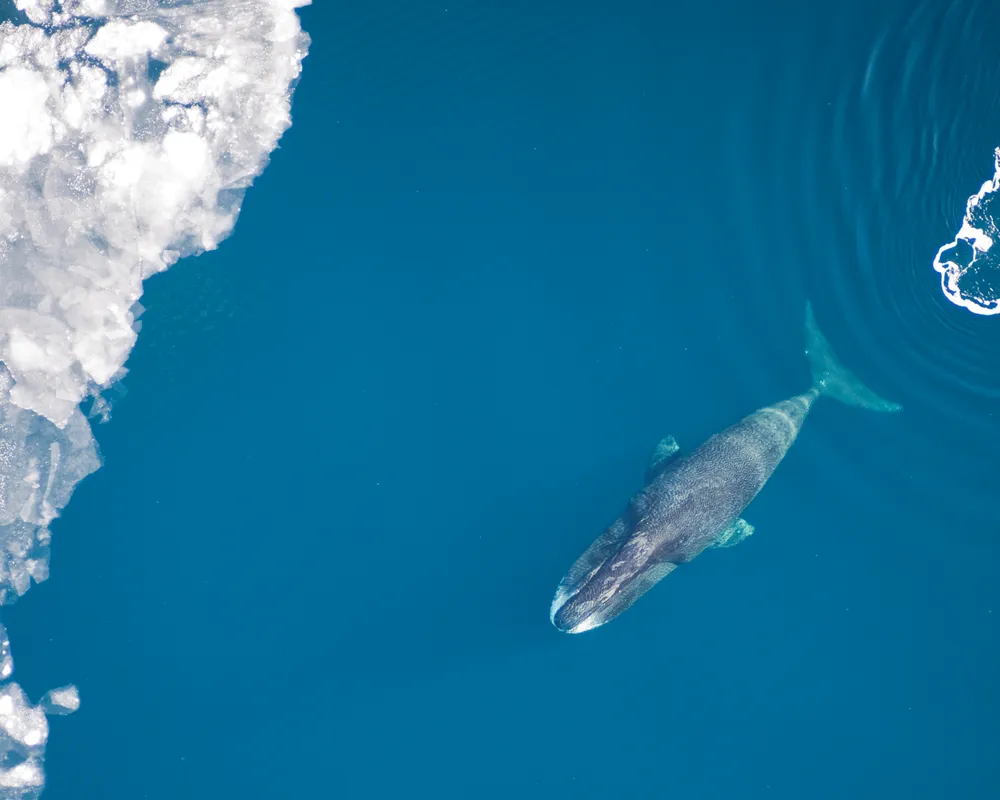 Bowhead Whale (Balaena mysticetus)
