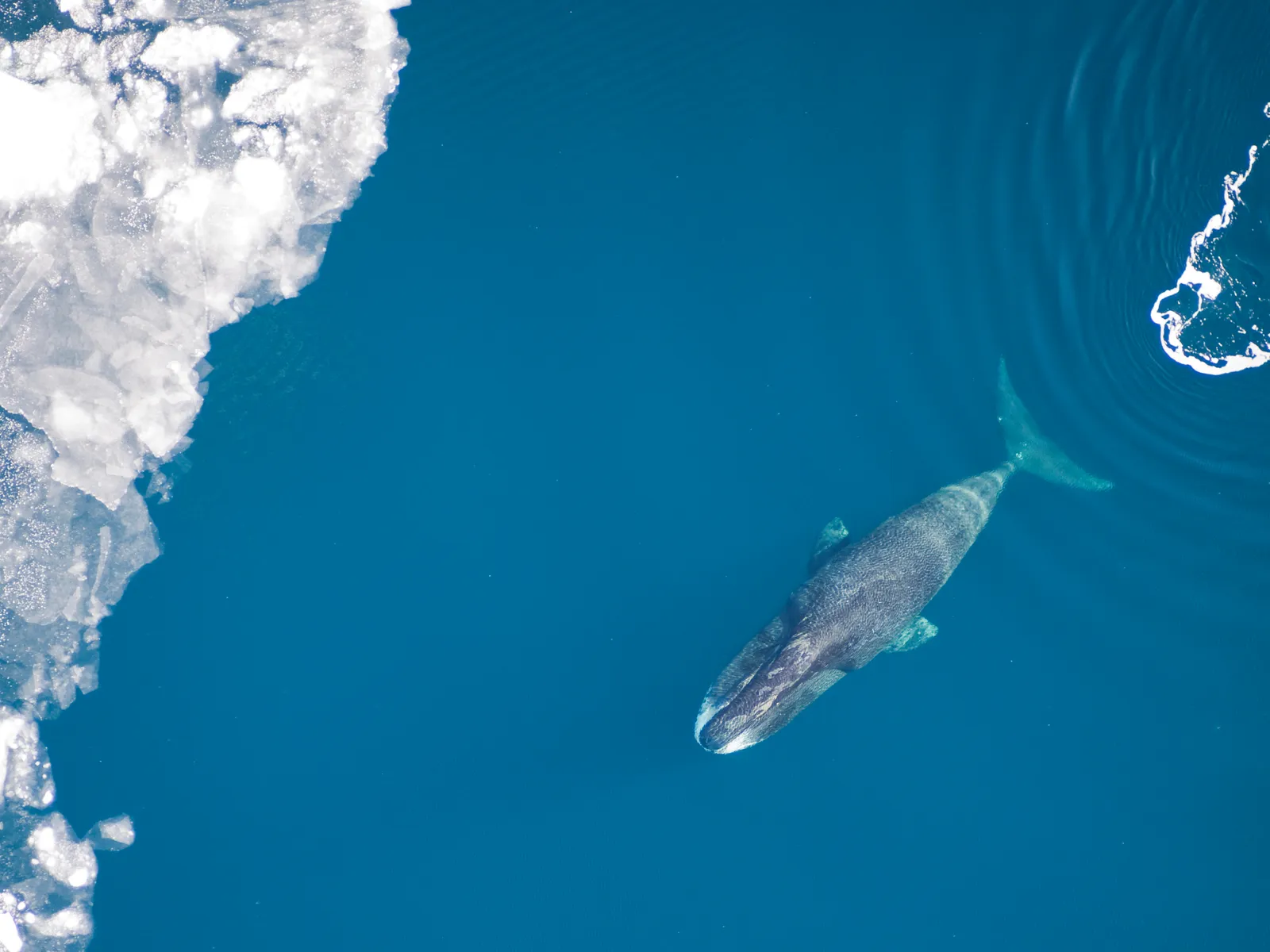 Bowhead Whale (Balaena mysticetus)