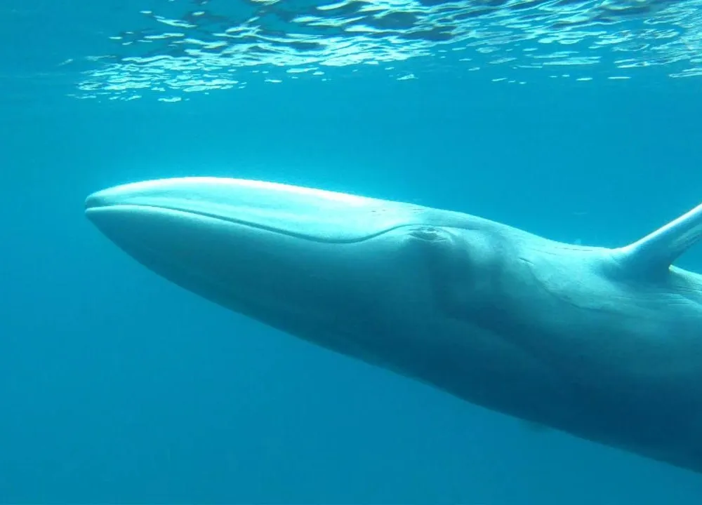 Omura's Whale (Balaenoptera omurai)