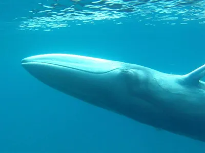 Omura's Whale