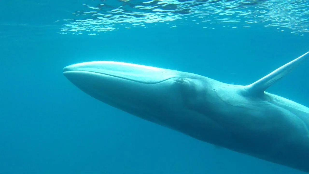 Omura's Whale (Balaenoptera omurai)