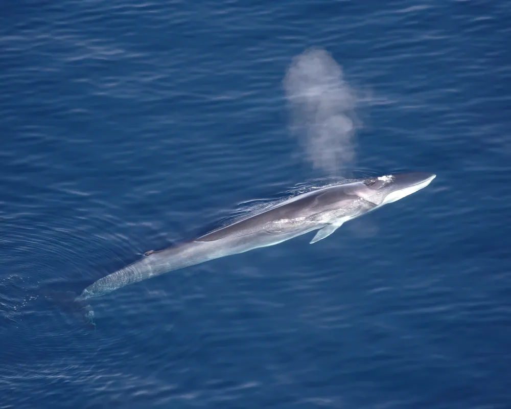 Fin Whale (Balaenoptera physalus)
