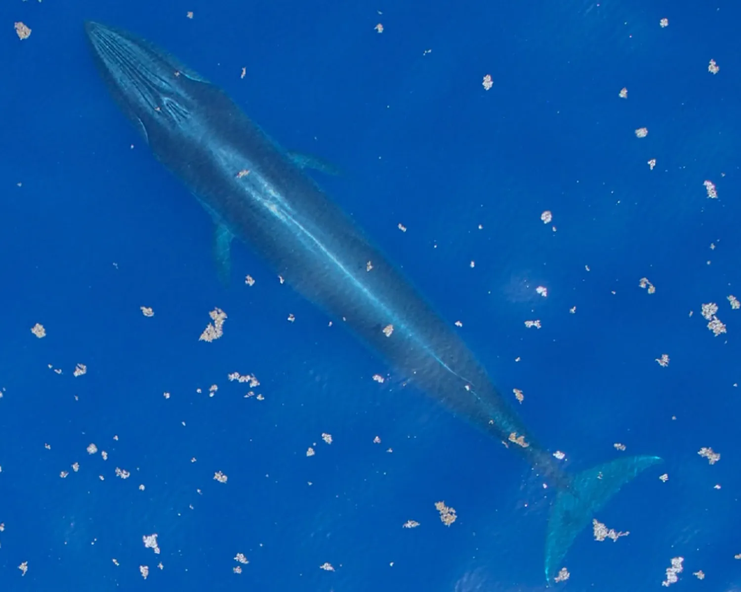 Rice's Whale (Balaenoptera ricei)