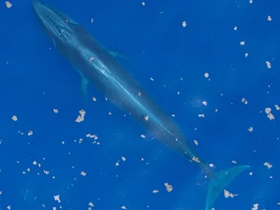 Rice's Whale