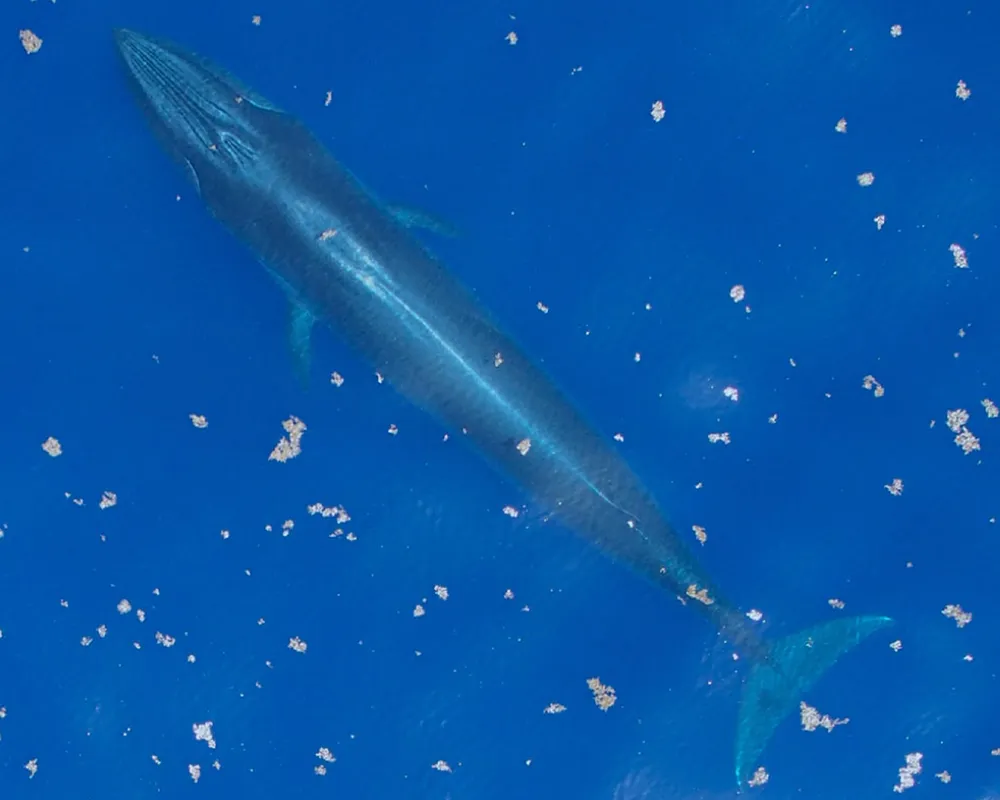 Rice's Whale (Balaenoptera ricei)