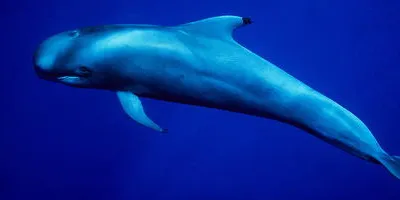 Pygmy Right Whale