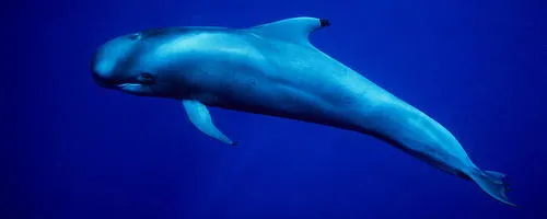 Pygmy Right Whale (Caperea marginata)