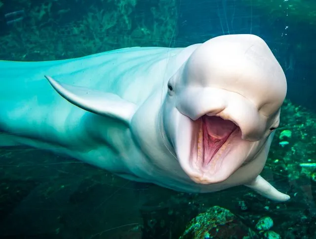 Beluga Whale (Delphinapterus leucas)