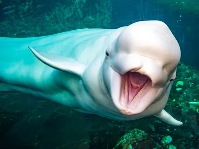 Beluga Whale
