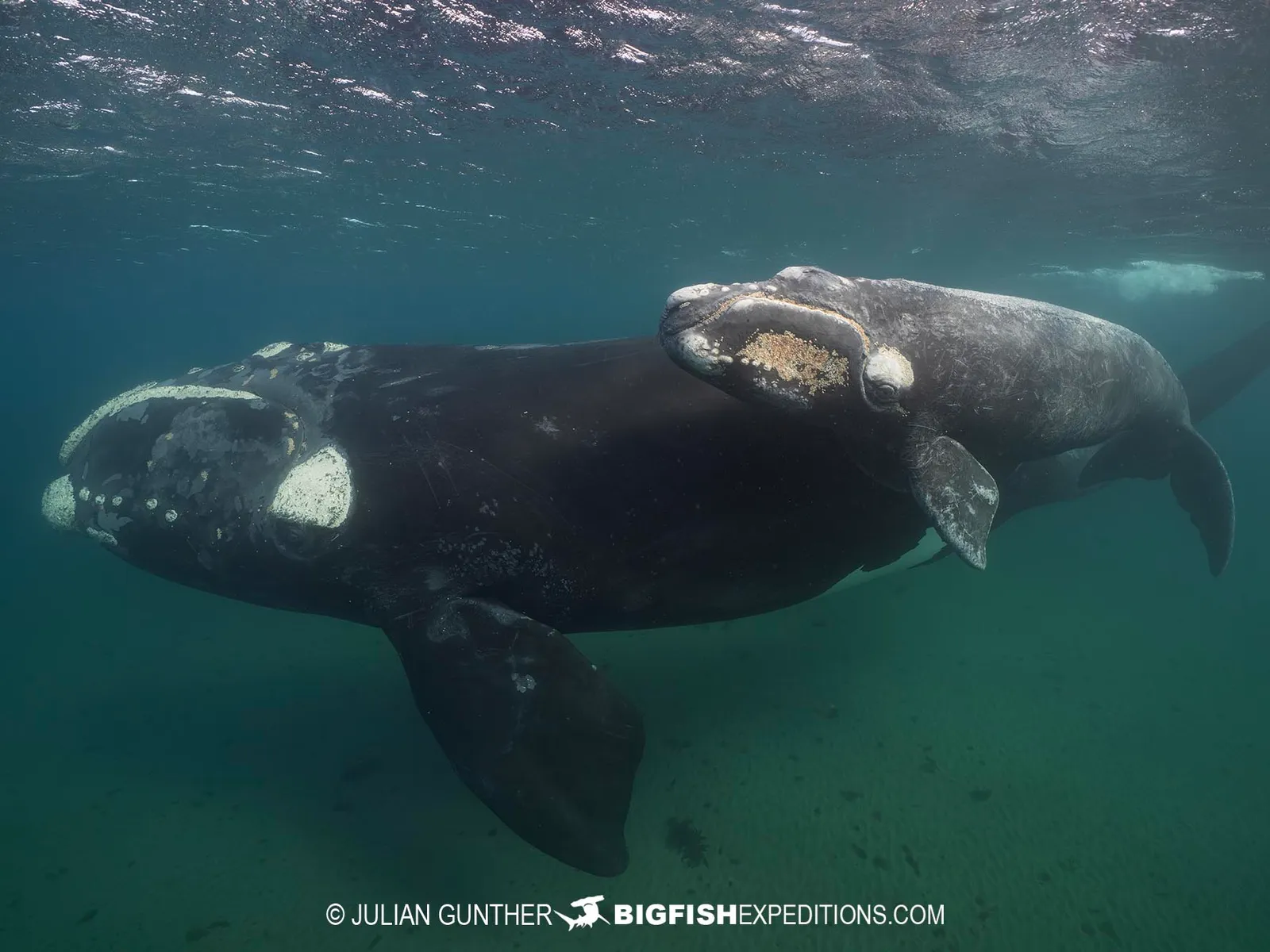Southern Right Whale (Eubalaena australis)