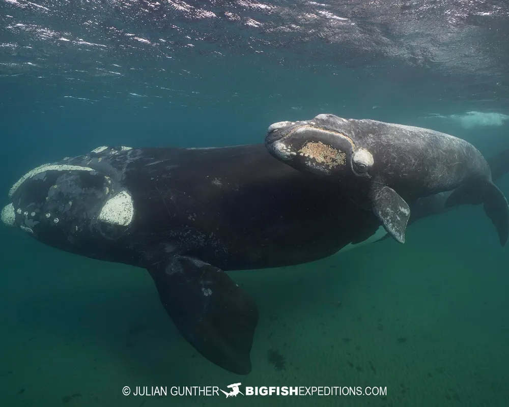 Southern Right Whale (Eubalaena australis)