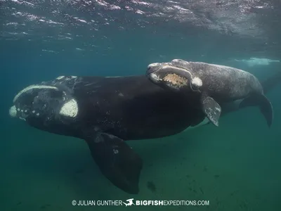 Southern Right Whale