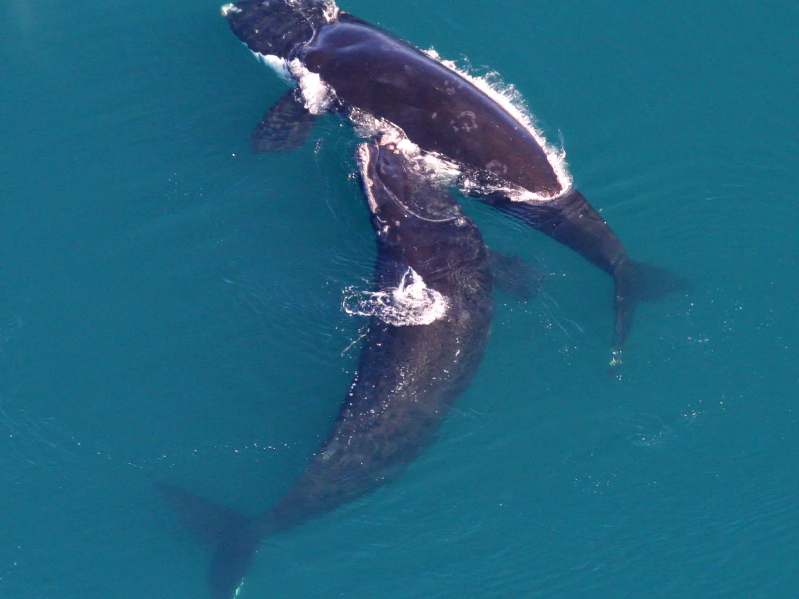 North Atlantic Right Whale (Eubalaena glacialis)
