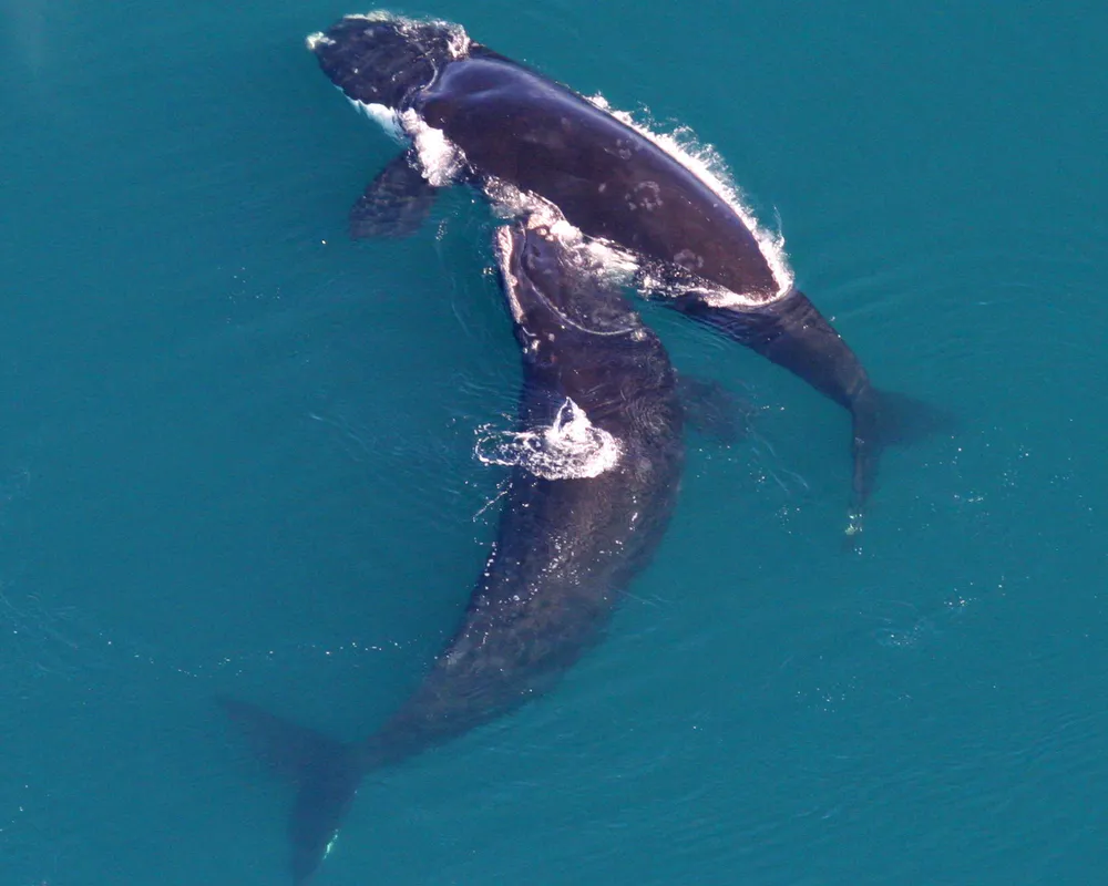 North Atlantic Right Whale (Eubalaena glacialis)