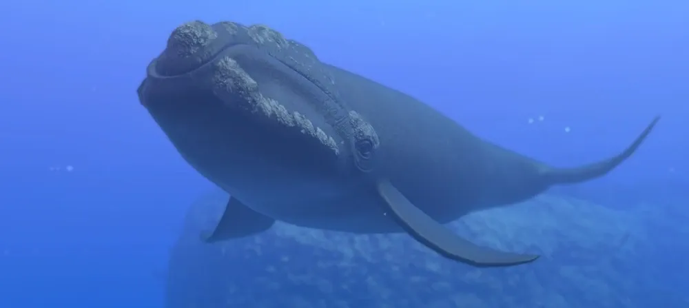 North Pacific Right Whale (Eubalaena japonica)
