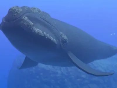 North Pacific Right Whale