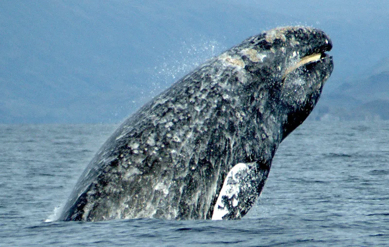Gray Whale (Eschrichtius robustus)