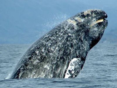Gray Whale