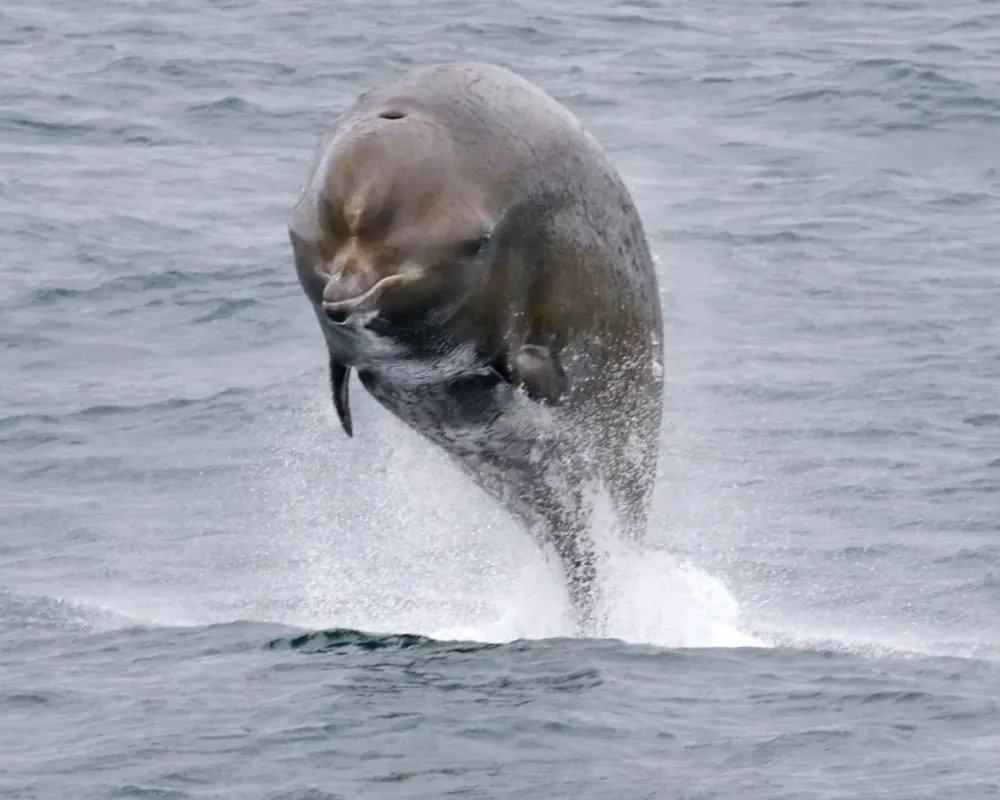 Northern Bottlenose Whale (Hyperoodon ampullatus)