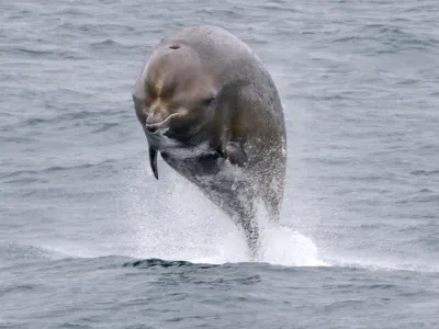 Northern Bottlenose Whale