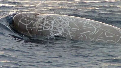 Southern Bottlenose Whale