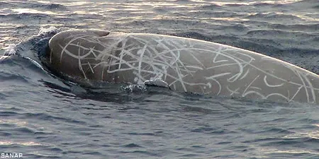 Southern Bottlenose Whale (Hyperoodon planifrons)