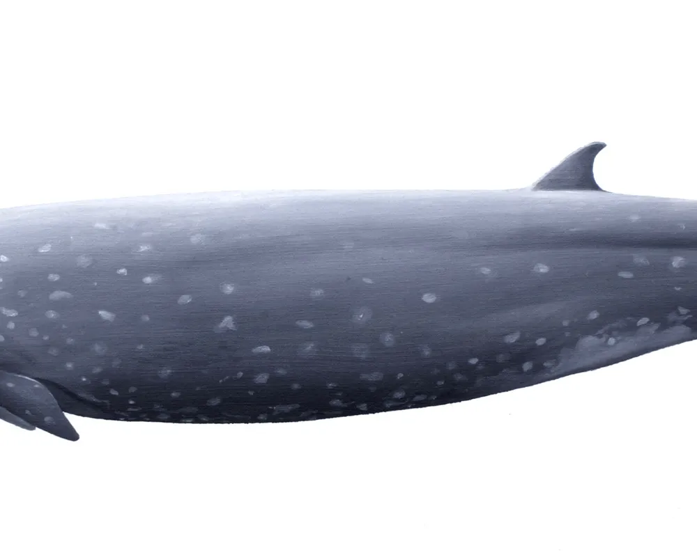 Tropical Bottlenose Whale (Indopacetus pacificus)