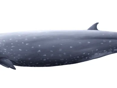 Tropical Bottlenose Whale