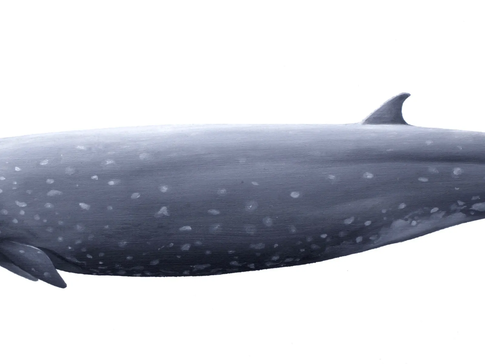 Tropical Bottlenose Whale (Indopacetus pacificus)