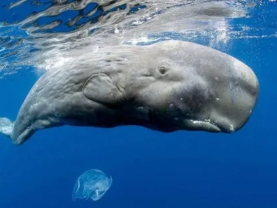 Pygmy Sperm Whale