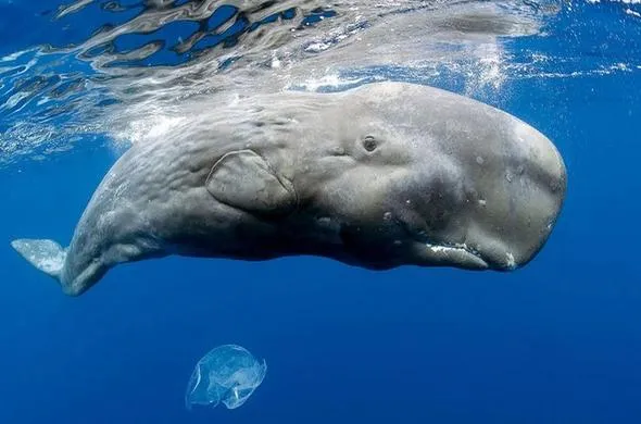 Pygmy Sperm Whale (Kogia breviceps)