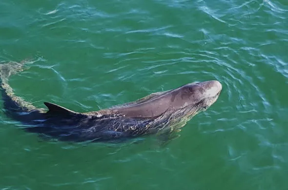 Dwarf Sperm Whale (Kogia sima)