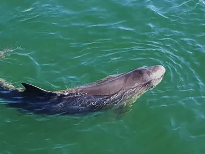 Dwarf Sperm Whale